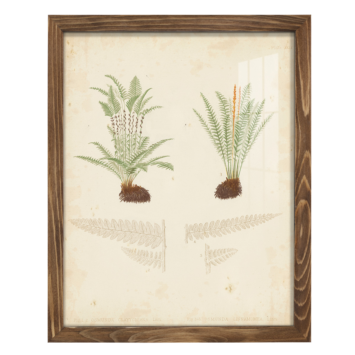 Fern Study III -Framed Print w/glass-Walnut