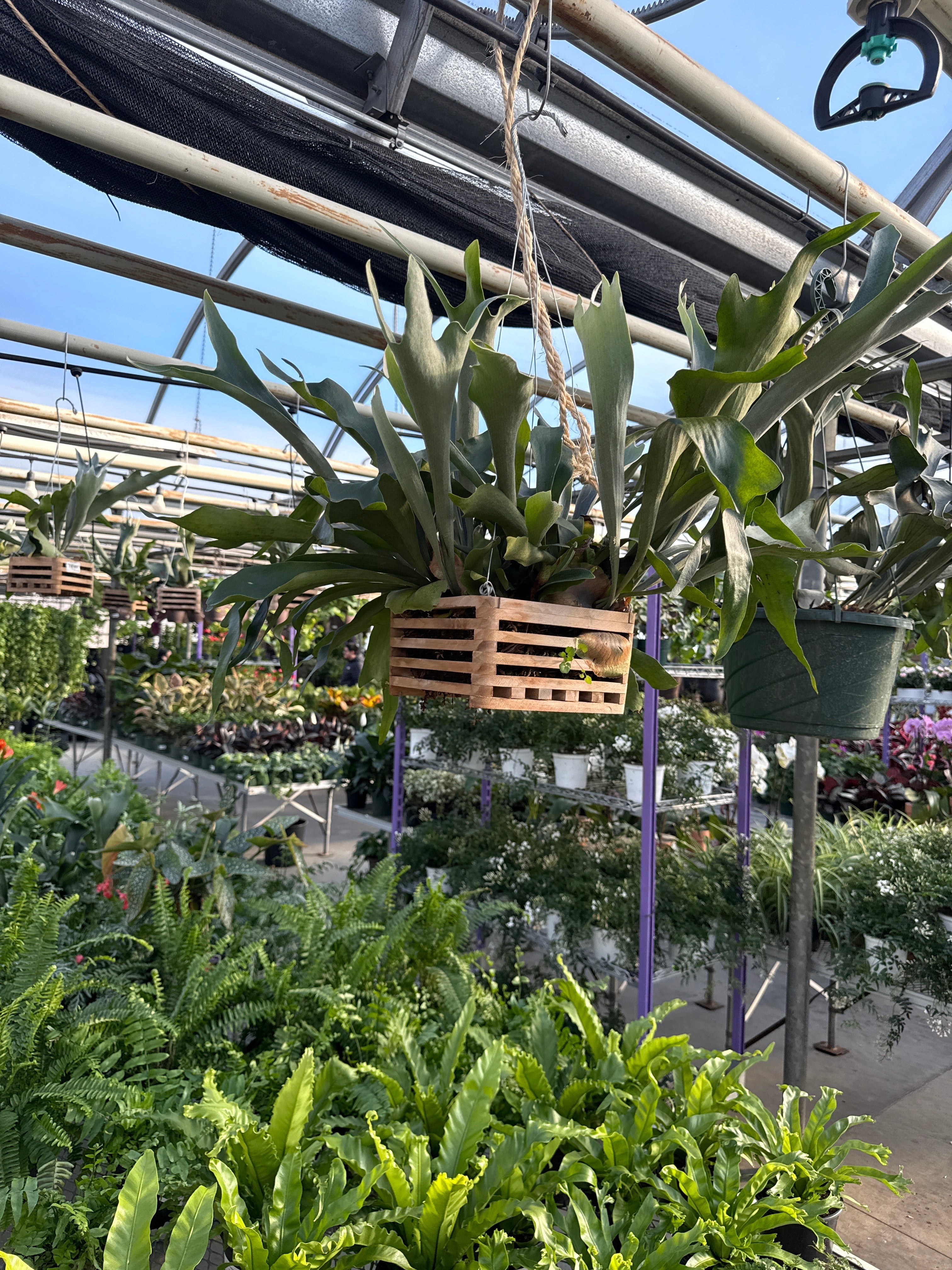 Hanging Baskets in Annuals - Walmart.com