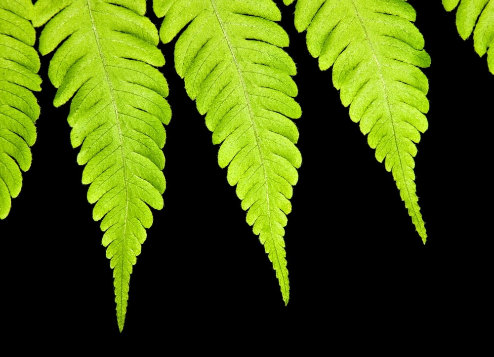 Fern isolated on black background Canvas Art - Design Pics Vibe Design Pics (16 x 11)