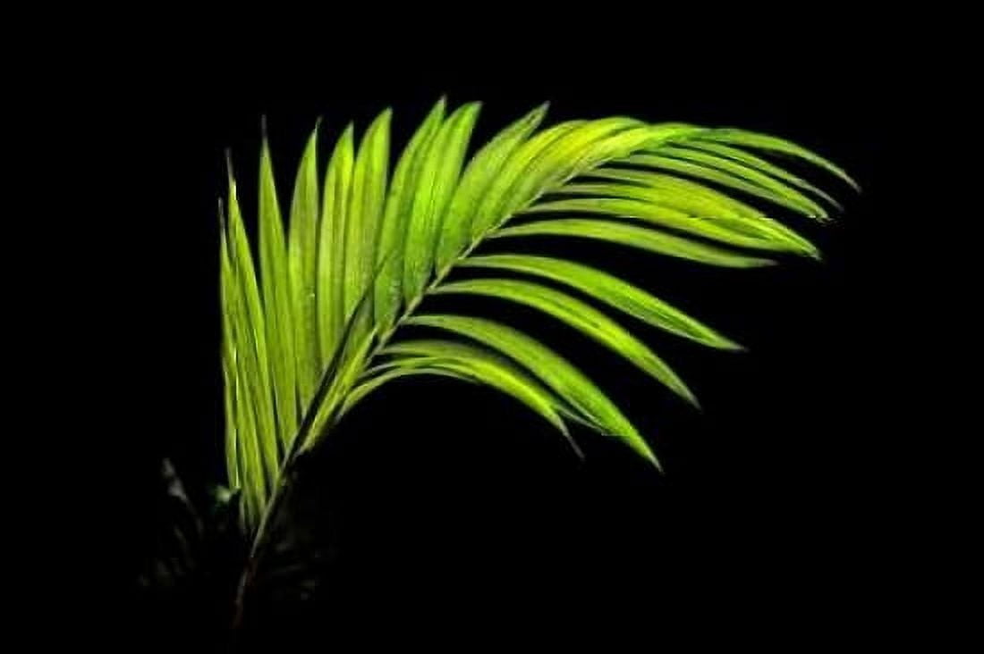 Fern on Black Canvas Art - Larry Malvin (24 x 36)