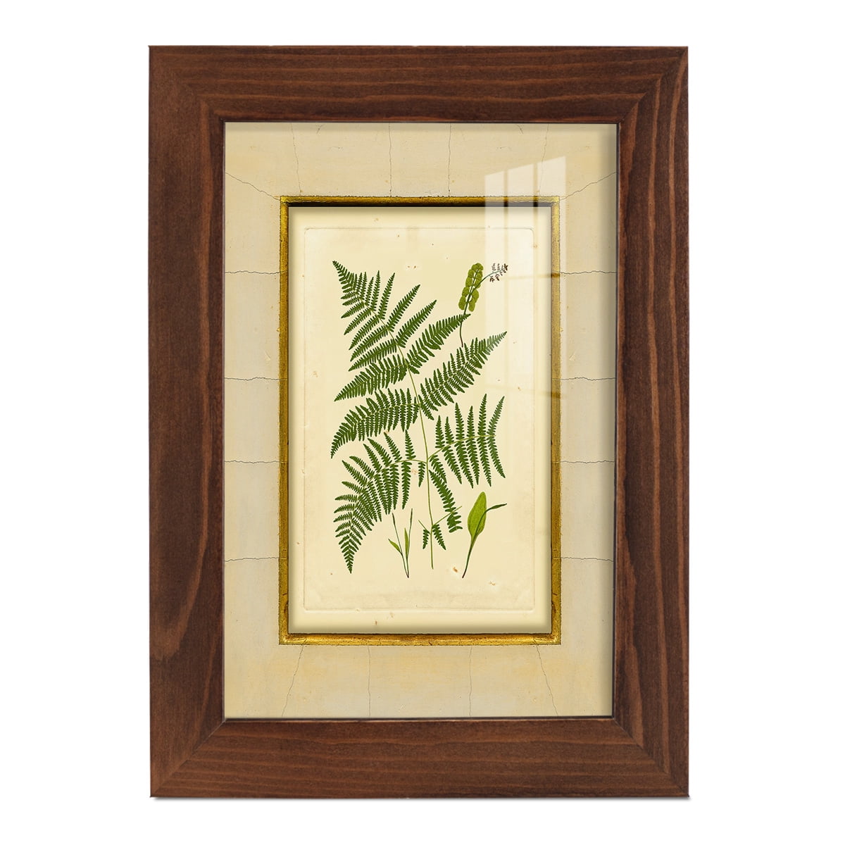 Fern with Crackle Mat (H) IV - Framed Print w/glass - Chestnut