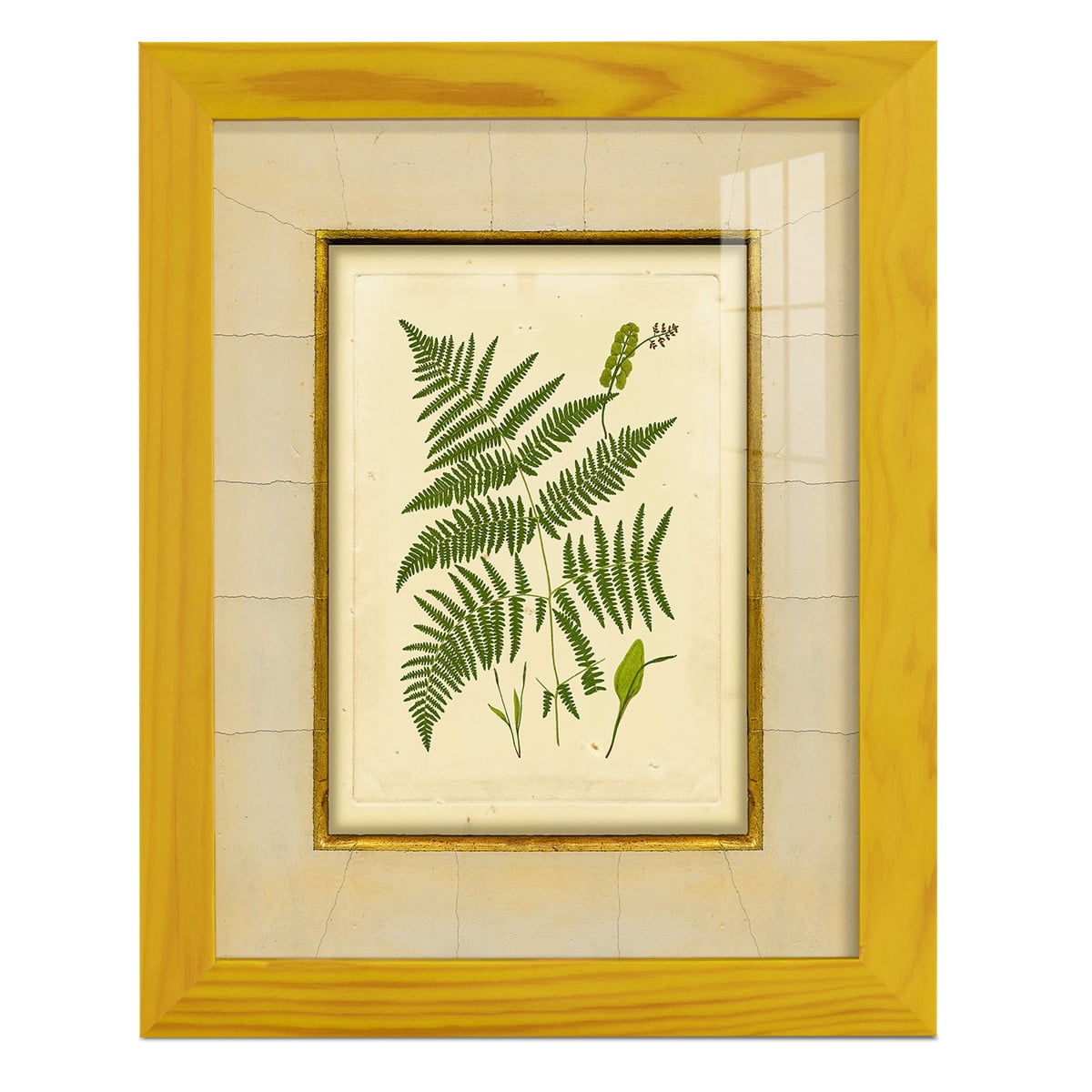 Fern with Crackle Mat (H) IV - Framed Print w/glass - Sunflower Yellow