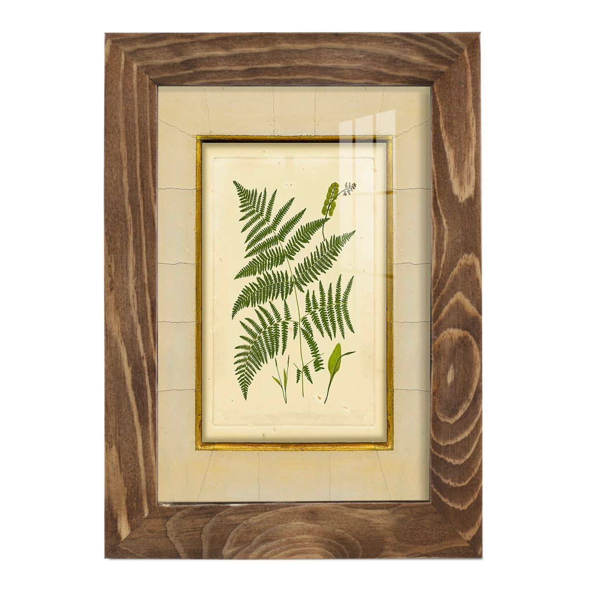 Fern with Crackle Mat (H) IV - Framed Print w/glass - Walnut