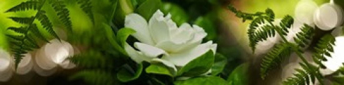 Fern with magnolia Canvas Art - Panoramic Images (40 x 10)