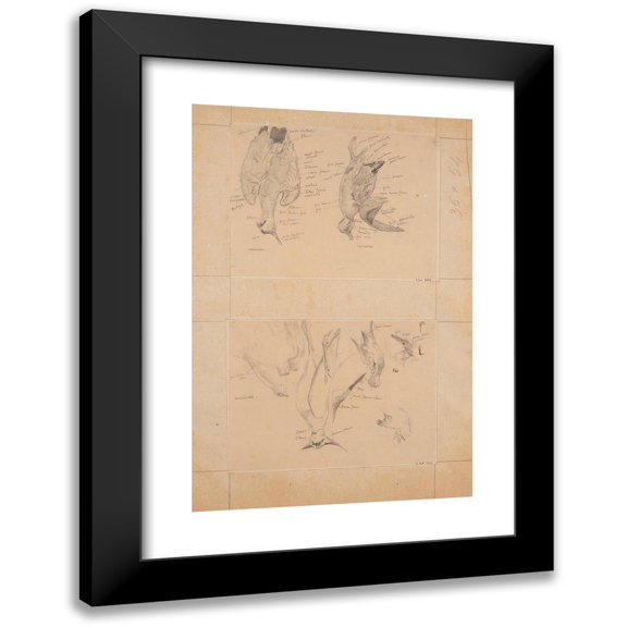 Fernand Cormon 11x14 Black Modern Framed Museum Art Print Titled - Bird Study; Vanneau and Sarcelle