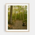 thumbnail image 1 of Ferncliff Forest, Rhinebeck 01 - Rhinebeck New York Photography Forest Nature Landscape Scenic Rustic Autumn Botanical Oak Framed Wall Art Print 12 x 16 inches, 1 of 12