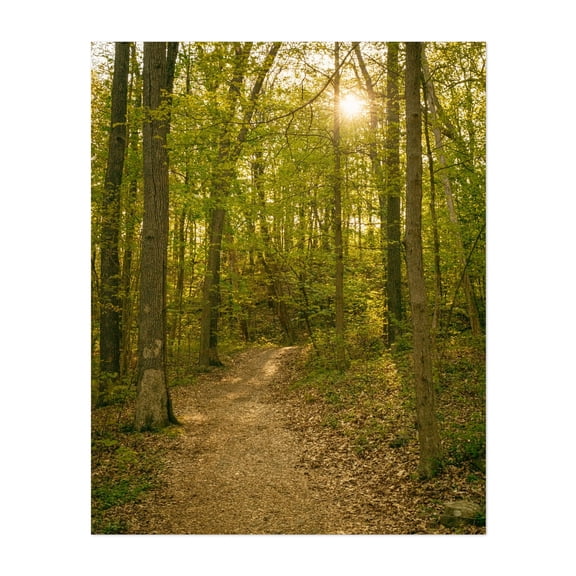 Ferncliff Forest, Rhinebeck 03 - Rhinebeck New York Photography Unframed Wall Art Print 11 x 14 inches