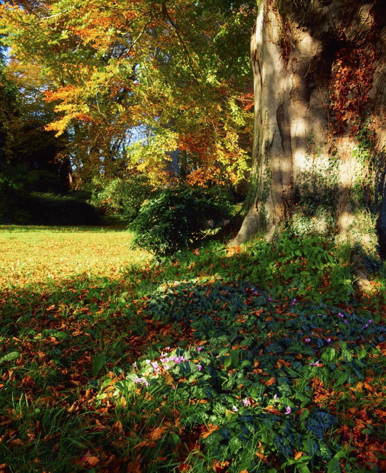 Fernhill Gardens Co Dublin Ireland Cyclamen Under A Beech Tree Canvas Art - The Irish Image Collection Design Pics (13 x 16)