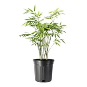 Fernleaf Bamboo | 1 Large Gallon Size Plant | Bambusa multiplex | Clumping Bamboo for Privacy Screens | Fast Growing Ornamental Hedge for Gardens Walkways Borders Landscapes Foundation Accent Use