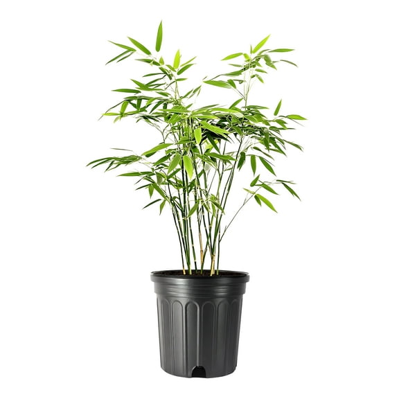 Fernleaf Bamboo | 3 Large Gallon Size Plants | Bambusa multiplex | Clumping Bamboo for Privacy Screens | Fast Growing Ornamental Hedge for Gardens Walkways Borders Landscapes Foundation Accent Use