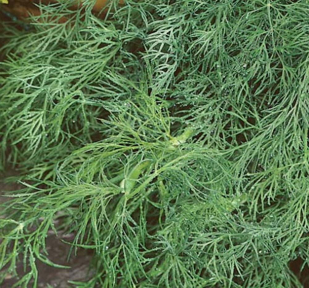 Fernleaf Dill Dwarf Herb 3" Pot