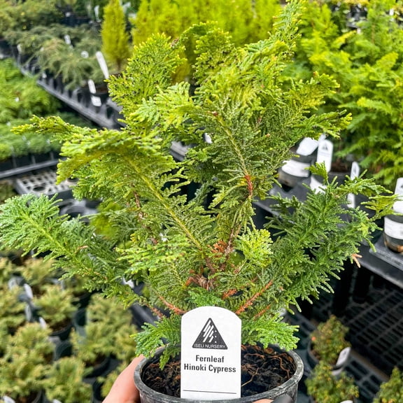 Fernleaf Hinoki Cypress, Live Plant, 4" Growers Pot