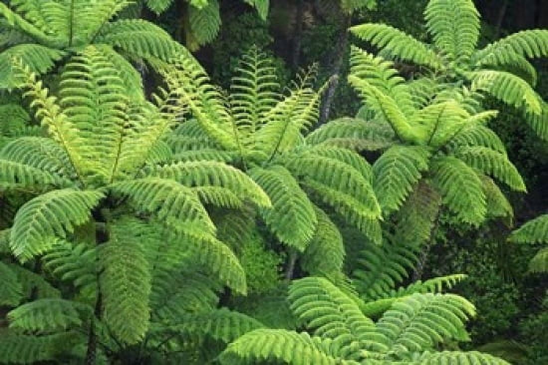 Ferns AH Reed Memorial Kauri Park Whangarei Northland Canvas Art - David Wall DanitaDelimont (26 x 17)