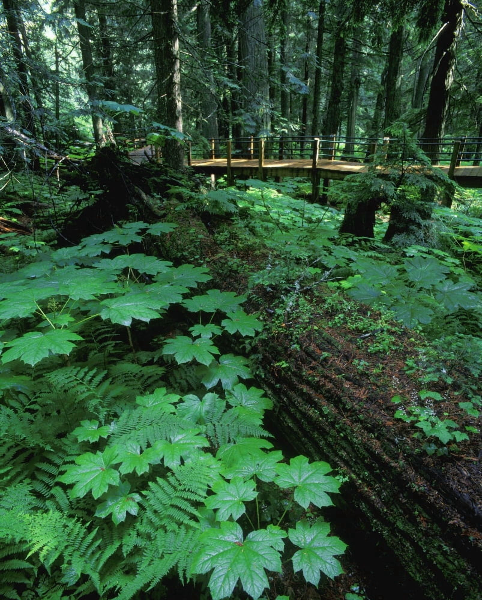 Ferns And Bushes On Forest Floor Canvas Art - Don Hammond Design Pics (24 x 30)