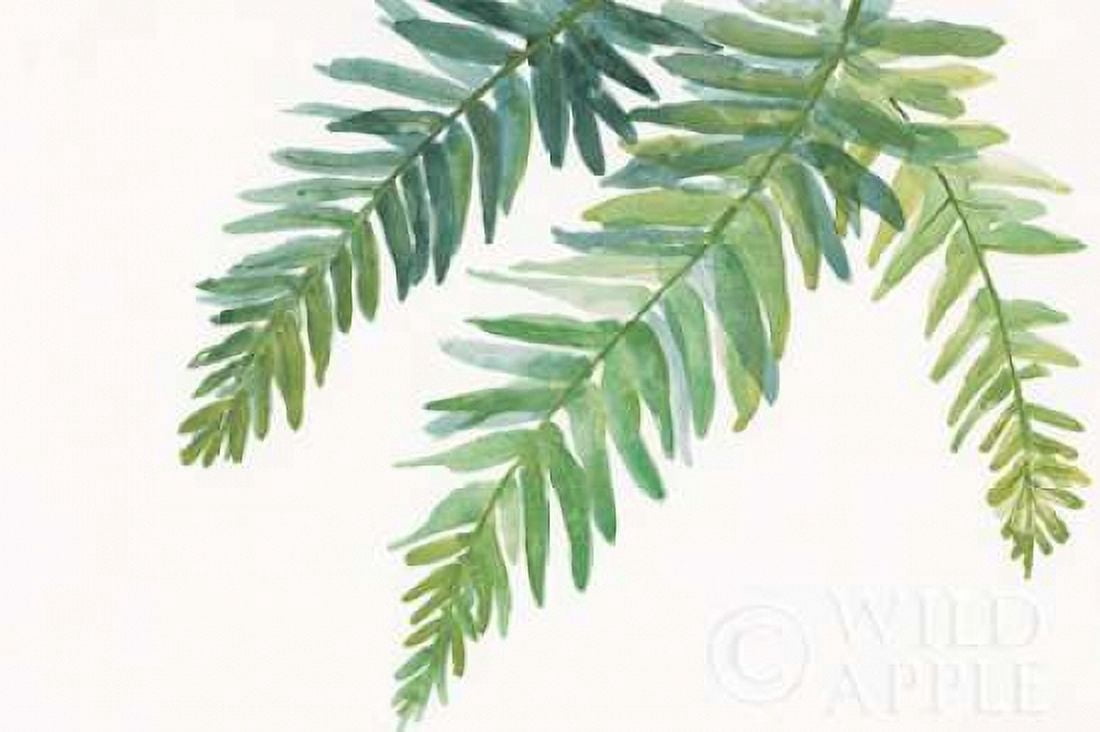 Ferns I Canvas Art - Chris Paschke (12 x 18)