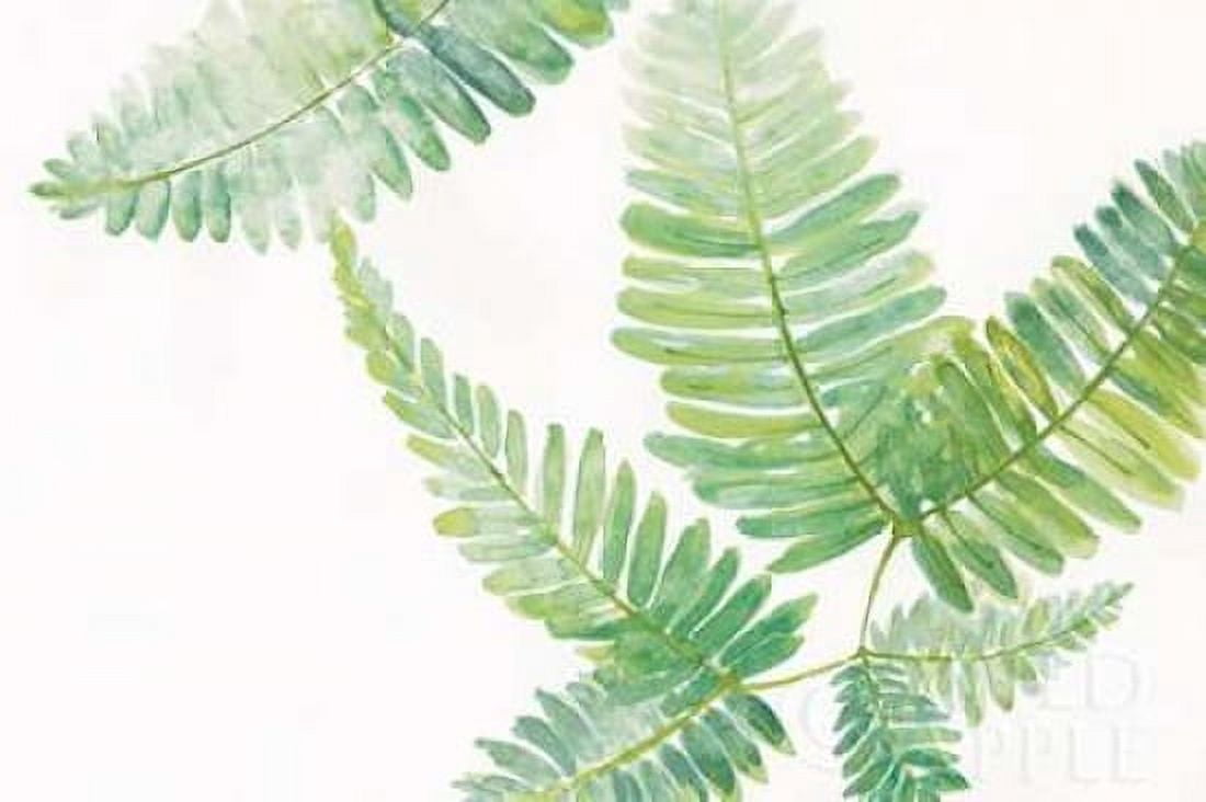 Ferns II Canvas Art - Chris Paschke (12 x 18)