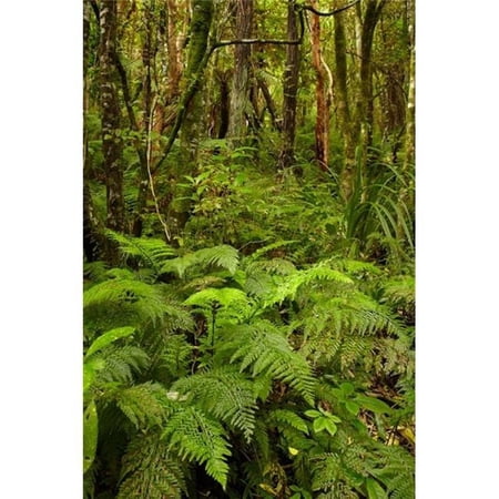 Ferns & Native Bush Near Matai Falls Catlins South Otago South Island New Zealand Poster Print by David Wall