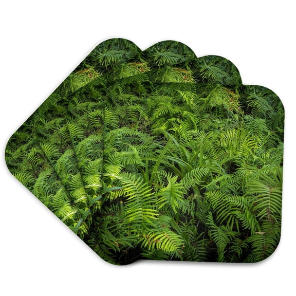 3drose, Ferns of Corkscrew Swamp Sanctuary, Florida, Set of 4 Coasters - Soft