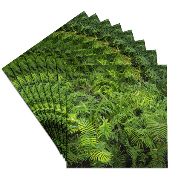 3drose, Ferns of Corkscrew Swamp Sanctuary, Florida, Set of 8 Ceramic Tile Coasters