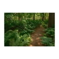thumbnail image 1 of Ferns on Partridge Island Trail, Lynnfield 02 - Lynnfield Massachusetts Photography Forest Nature Landscape Botanical Scenic Summer Rustic Unframed Wall Art Print 16 x 24 inches, 1 of 7