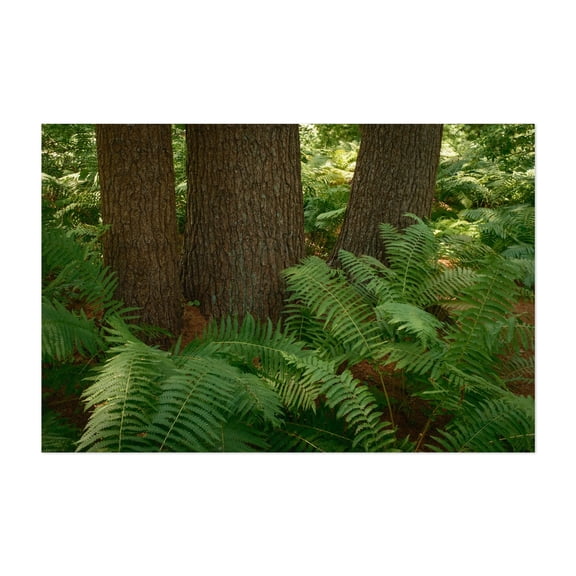 Ferns on Partridge Island Trail, Lynnfield 03 - Lynnfield Massachusetts Photography Forest Nature Botanical Scenic Landscape Rustic Summer Unframed Wall Art Print 20 x 30 inches
