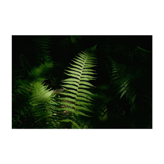 Ferns on Partridge Island Trail, Lynnfield 04 - Lynnfield Massachusetts Photography Nature Forest Botanical Floral Scenic Minimalist Tropical Unframed Wall Art Print 16 x 24 inches