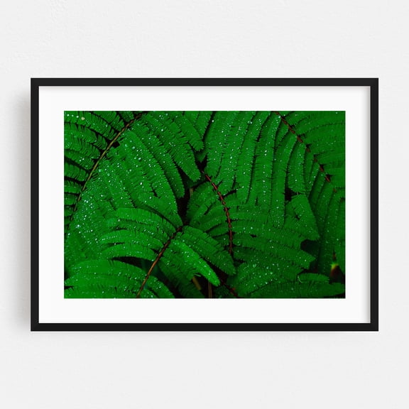 Ferns - Photography Nature Botanical Tropical Forest Black Framed Wall Art Print 24 x 36 inches