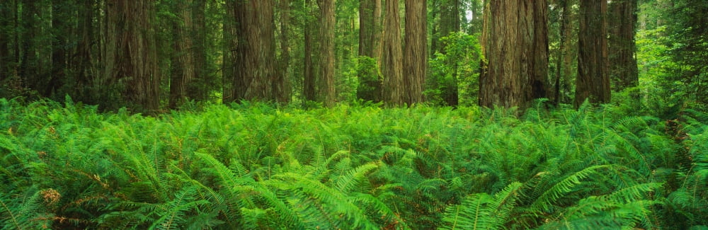 Ferns Redwood State Park CA Canvas Art - Panoramic Images (27 x 9)