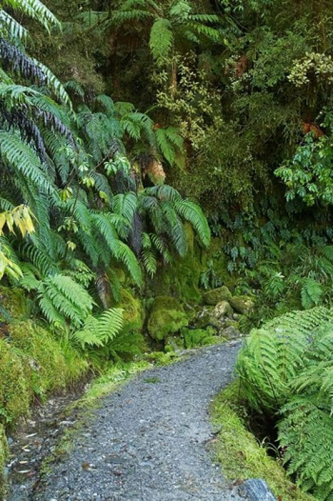 Ferns and Path Lake Matheson South Island New Zealand Canvas Art - David Wall DanitaDelimont (12 x 17)