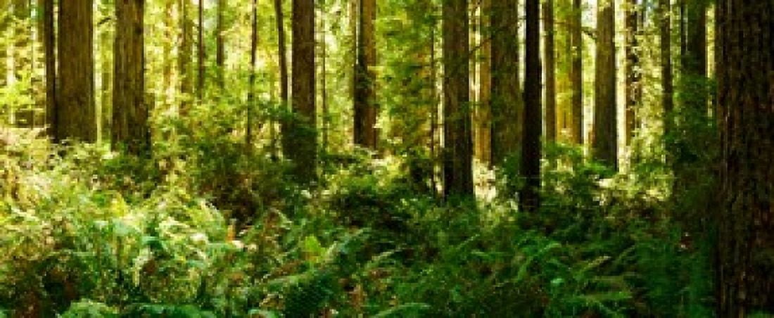 Ferns and Redwood trees in a forest Redwood National Park California USA Canvas Art - Panoramic Images (30 x 13)