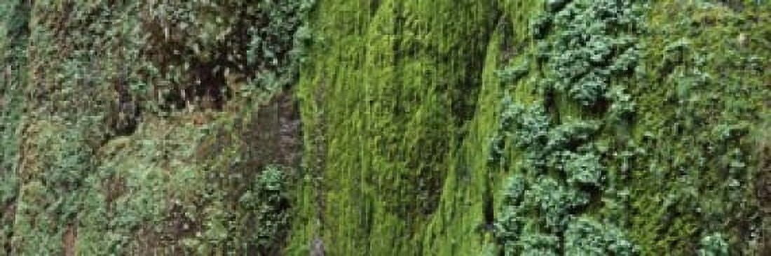 Ferns and moss covered hill Columbia River Gorge Oregon USA Canvas Art - Panoramic Images (18 x 6)