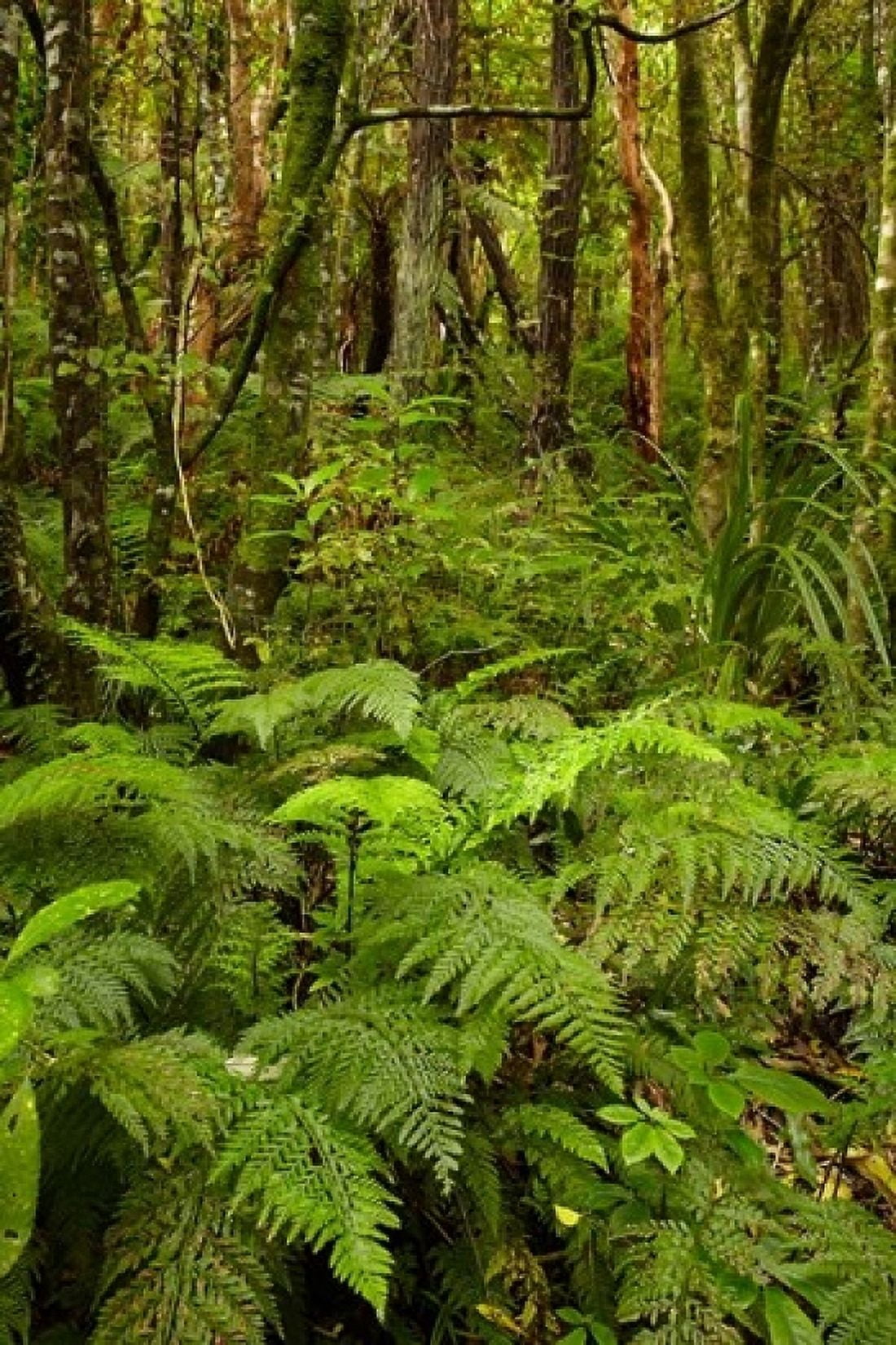 Ferns and native bush near Matai Falls Catlins South Otago South Island New Zealand Canvas Art - David Wall DanitaDelimont (24 x 36)