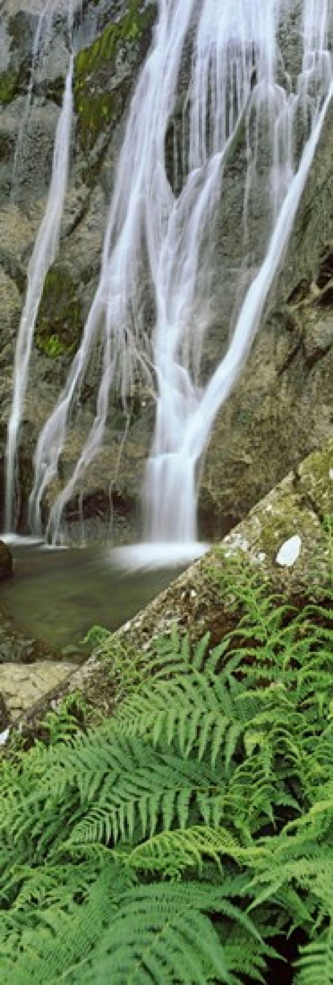 Ferns and the Aber Falls Abergwyngregyn Gwynedd Wales Canvas Art - Panoramic Images (18 x 6)