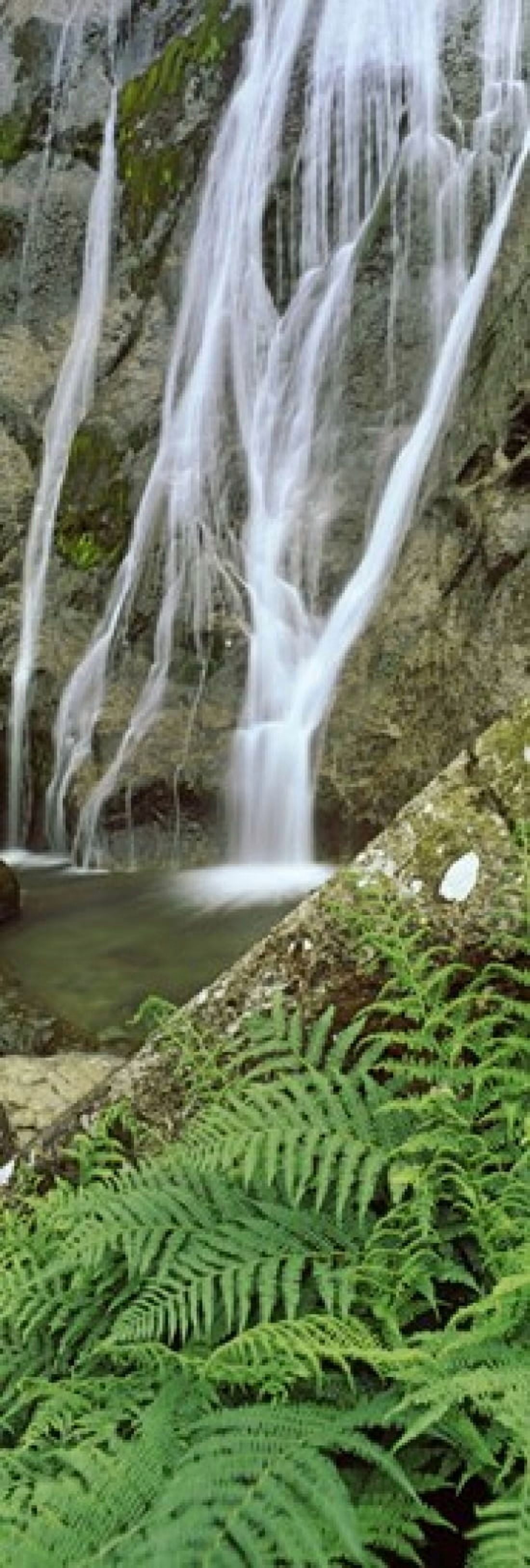 Ferns and the Aber Falls Abergwyngregyn Gwynedd Wales Canvas Art - Panoramic Images (36 x 12)