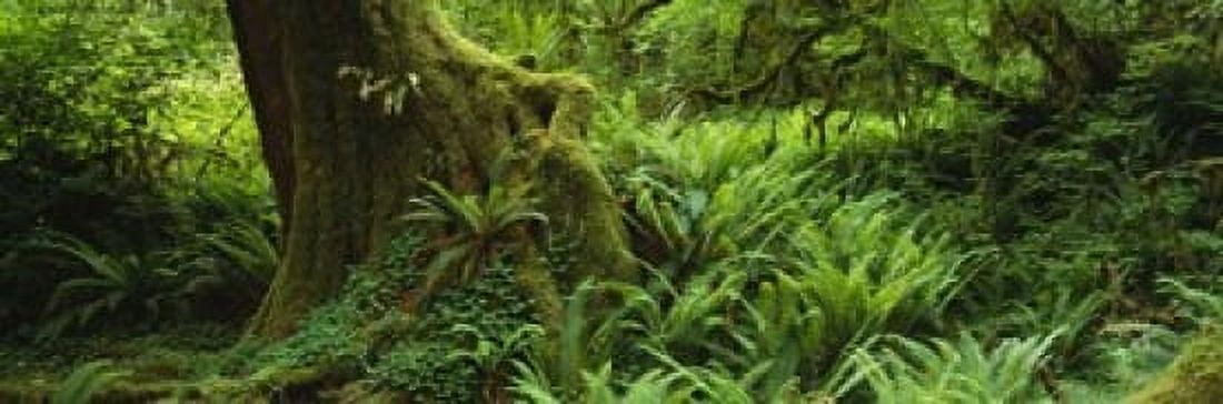 Ferns and vines along a tree with moss on it Hoh Rainforest Olympic National Forest Washington State USA Canvas Art - Panoramic Images (18 x 6)