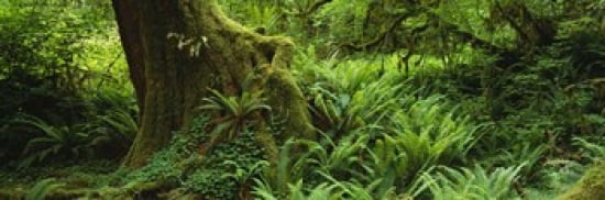 Ferns and vines along a tree with moss on it Hoh Rainforest Olympic National Forest Washington State USA Canvas Art - Panoramic Images (36 x 12)