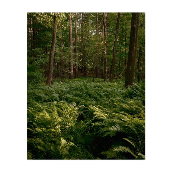 Ferns at Sudbury Reservoir - Massachusetts Photography Forest Nature Landscape Botanical Scenic Summer Rustic Unframed Wall Art Print 6 x 8 inches