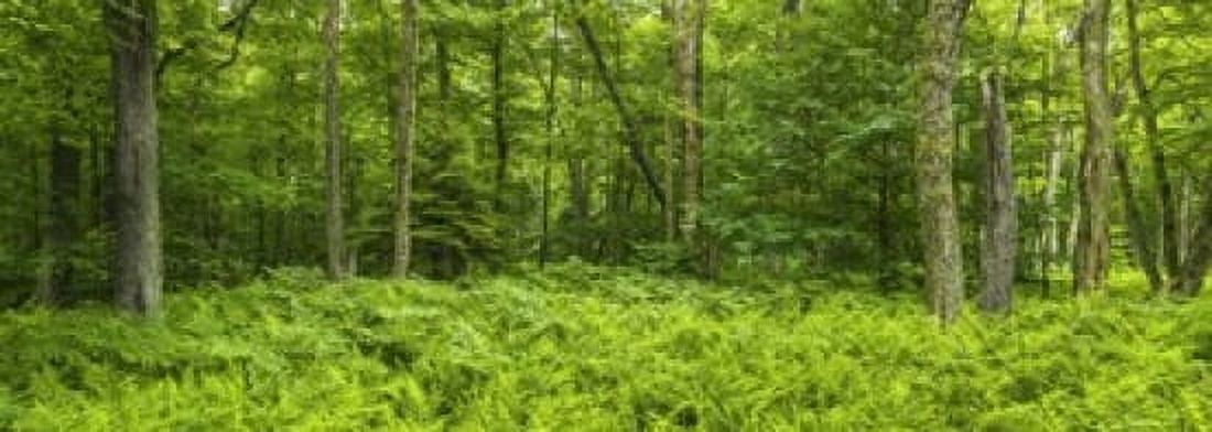 Ferns blanketing floor of summer woods near Old Forge in the Adirondack Mountains New York State USA Canvas Art - Panoramic Images (18 x 7)