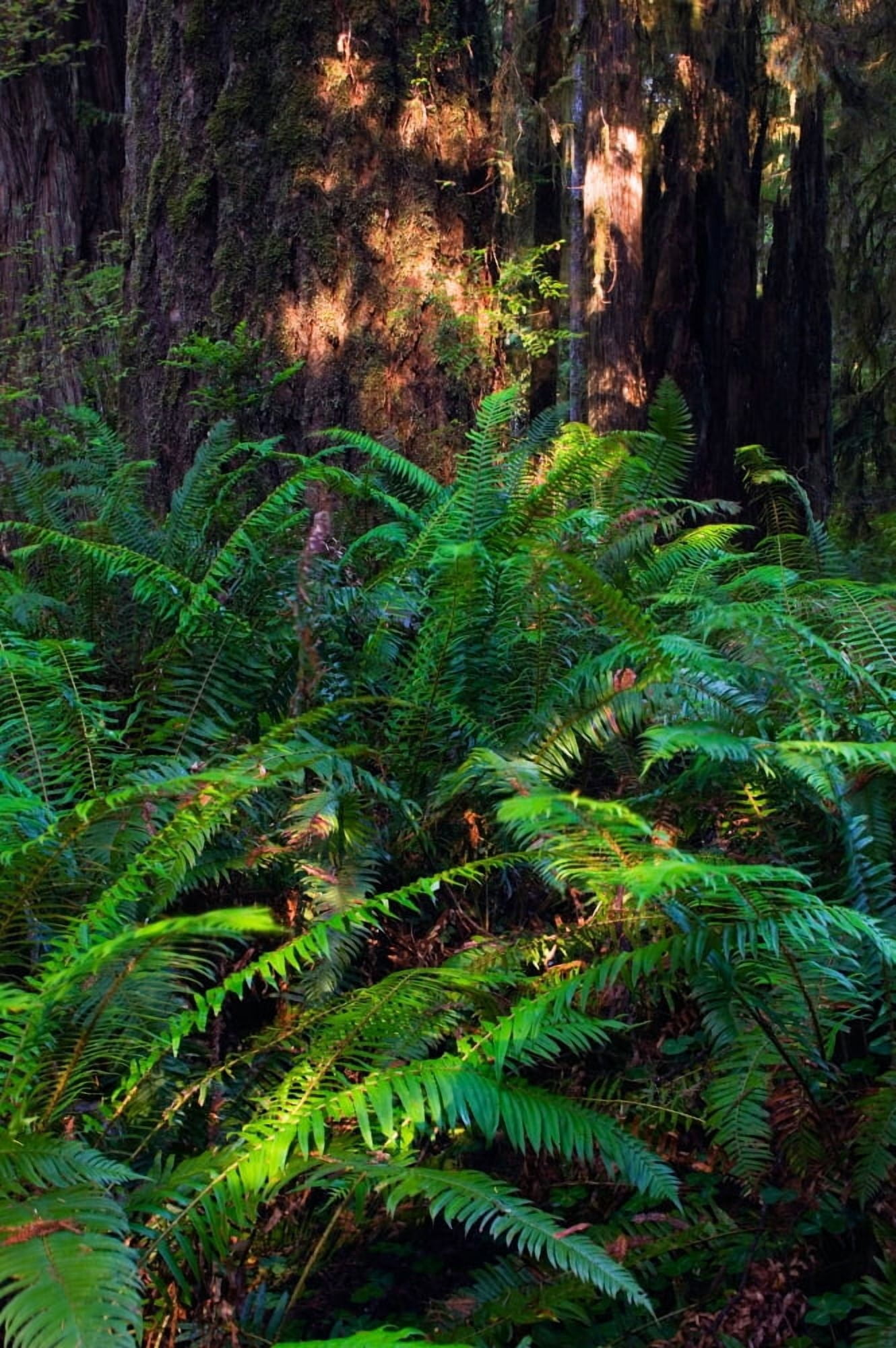 Ferns growing beside redwood trees Prairie Creek Redwoods State Park California USA Canvas Art - Panoramic Images (27 x 9)