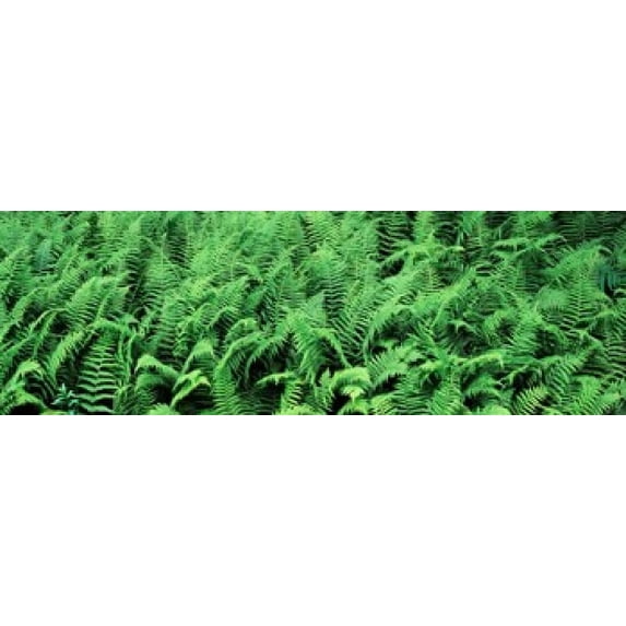Ferns in a forest, Adirondack Mountains, Old Forge, Herkimer County, New York State, USA Poster Print (36 x 12)