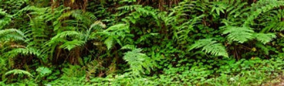 Ferns in front of Redwood trees Redwood National Park California USA Canvas Art - Panoramic Images (15 x 5)