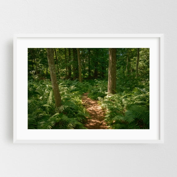 Ferns on Partridge Island Trail, Lynnfield 01 - Lynnfield Massachusetts Photography White Framed Wall Art Print 24 x 36 inches