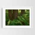 thumbnail image 1 of Ferns on Partridge Island Trail, Lynnfield 03 - Lynnfield Massachusetts Photography White Framed Wall Art Print 16 x 24 inches, 1 of 3