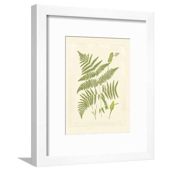 Ferns with Platemark I, Botanical Framed Art Print Wall Art Sold by Art.Com