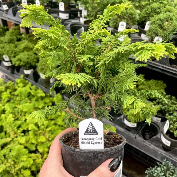 Fernspray Gold Hinoki Cypress, Live Plant, 4" Growers Pot