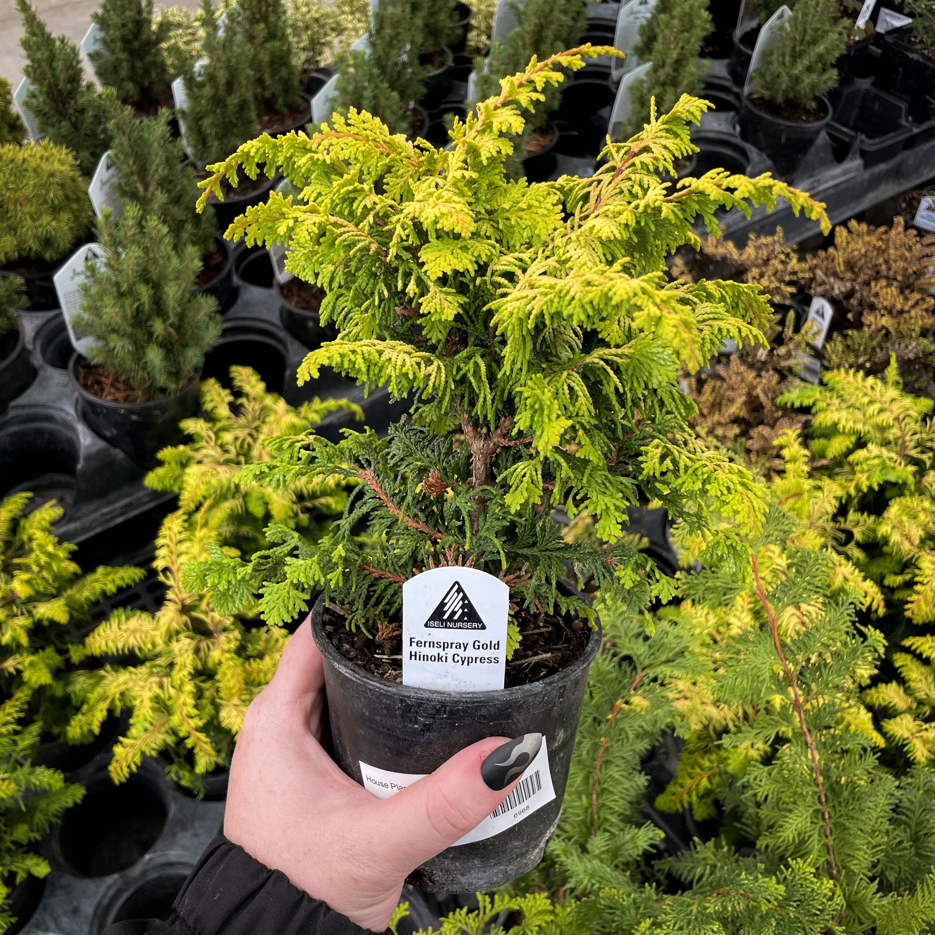 Fernspray Gold Hinoki Cypress, Live Plant, 4