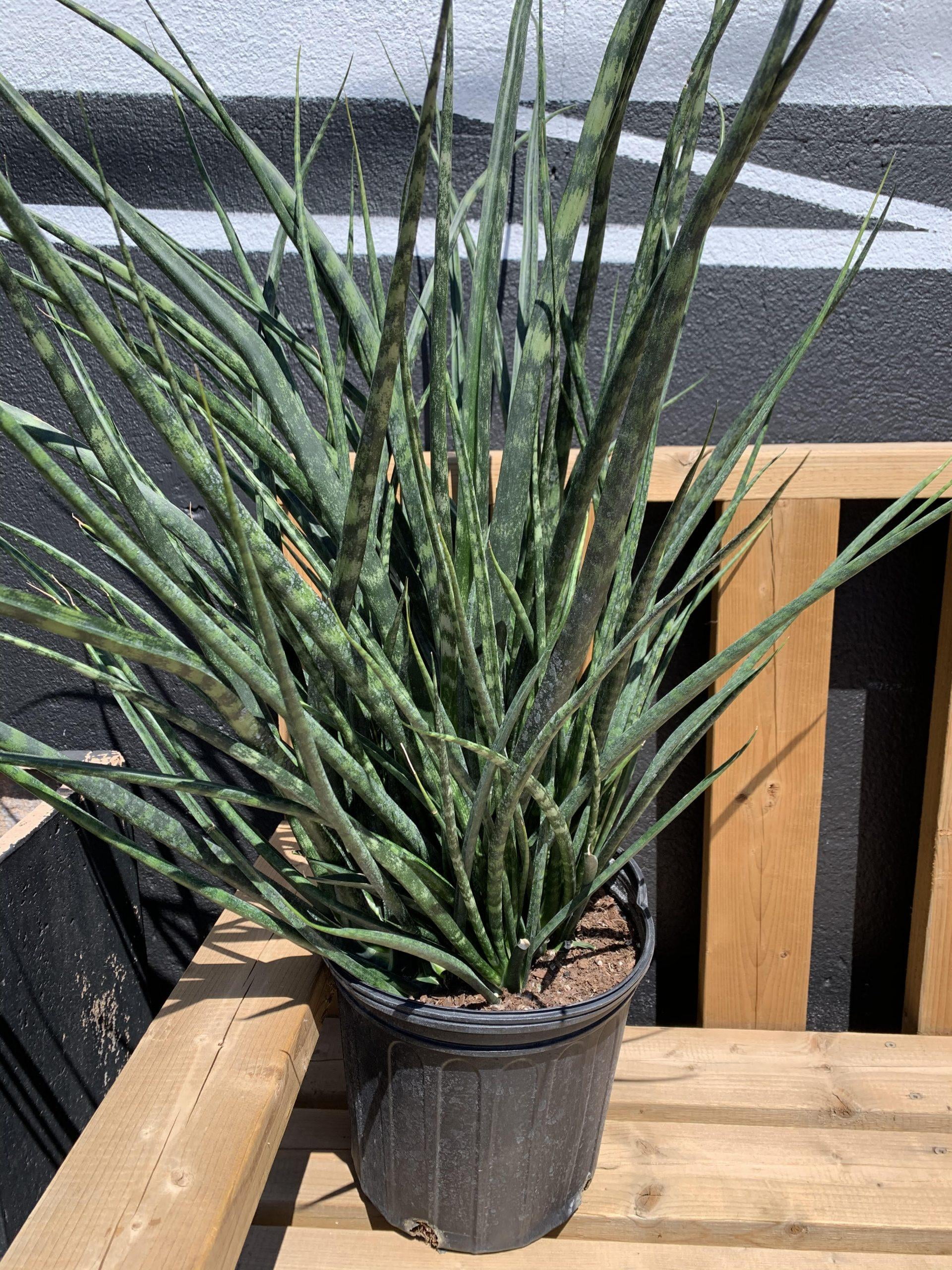 Fernwood Mikado Snake Plant-Unique Foliage-Low Maintenance 6" Pot -  Walmart.com
