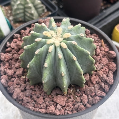 Ferocactus Glaucescens Inermis 3 inch, Rare Cactus Stunning Succulent