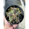 thumbnail image 1 of Ferocactus emoryi, Star Shaped Emory's barrel cactus, Coville's barrel cactus, 5-point Cactus, in 4 inch pot, well rooted healthy starter, 1 of 7