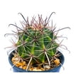 thumbnail image 1 of Ferocactus wislizeni, 1 of 5
